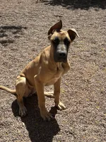 Bell - AKC GREAT DANE , a female Great Dane for sale in Tucson, AZ – Photo 4 of 5
