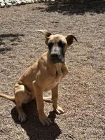 Bell - AKC GREAT DANE , a female Great Dane for sale in Tucson, AZ – Photo 3 of 5