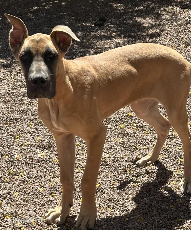 Bell - AKC GREAT DANE  – Great Dane puppy for sale in Tucson, AZ