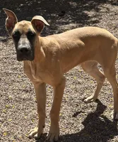Bell - AKC GREAT DANE , a female Great Dane for sale in Tucson, AZ – Photo 1 of 5