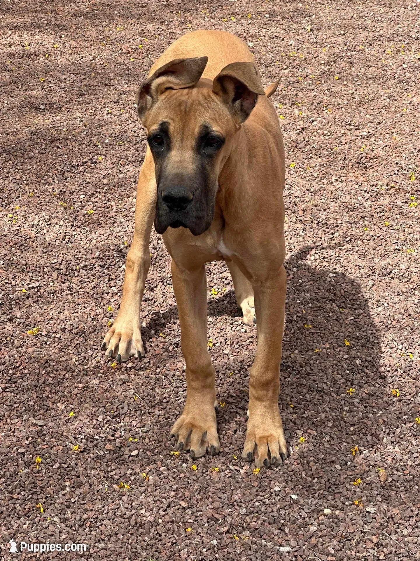 Scarlet - AKC FAWN , a female Great Dane for sale in Tucson, AZ – Photo 2 of 8