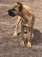 Scarlet - AKC FAWN , a female Great Dane for sale in Tucson, AZ – Photo 3 of 8