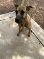 Scarlet - AKC FAWN , a female Great Dane for sale in Tucson, AZ – Photo 6 of 8