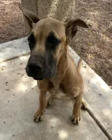 Scarlet - AKC FAWN , a female Great Dane for sale in Tucson, AZ – Photo 8 of 8
