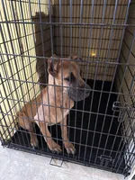 Scarlet - AKC FAWN , a female Great Dane for sale in Tucson, AZ – Photo 5 of 8
