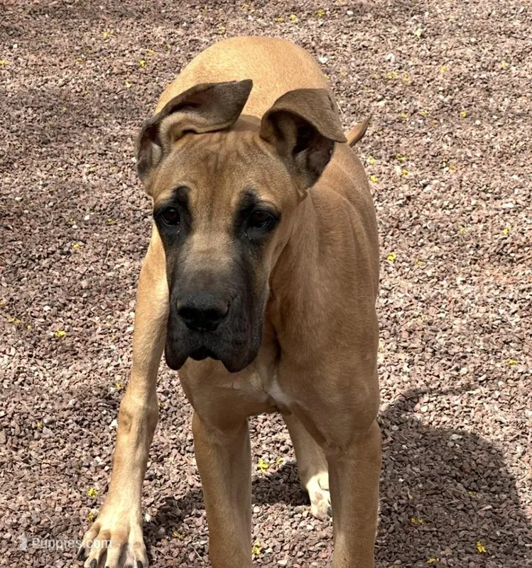 Scarlet - AKC FAWN  – Great Dane puppy for sale in Tucson, AZ