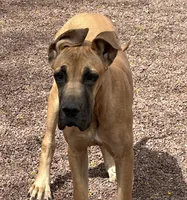 Scarlet - AKC FAWN , a female Great Dane for sale in Tucson, AZ – Photo 1 of 8