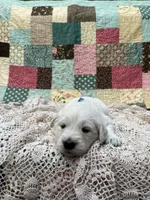 Beckham, a male English Cream Golden Retriever for sale in Abbeville, SC – 1 of 1