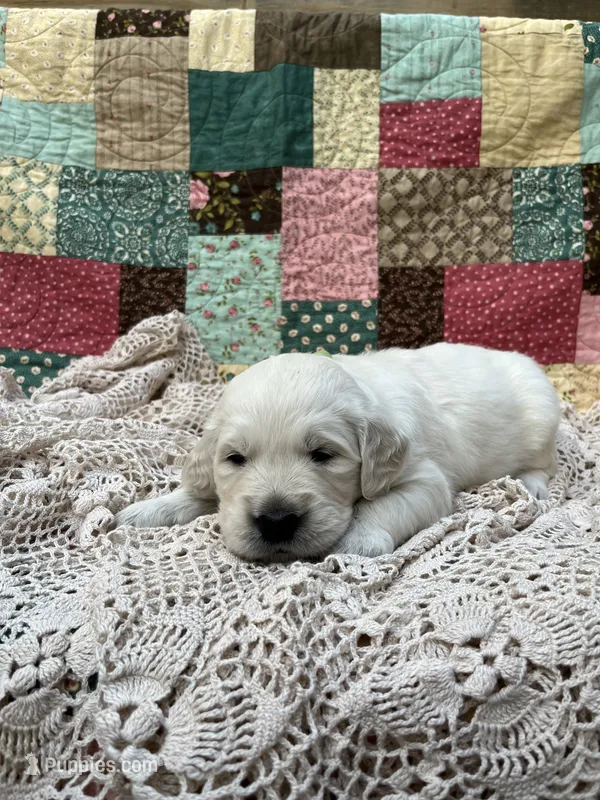 Paisley – English Cream Golden Retriever puppy for sale in Abbeville, SC