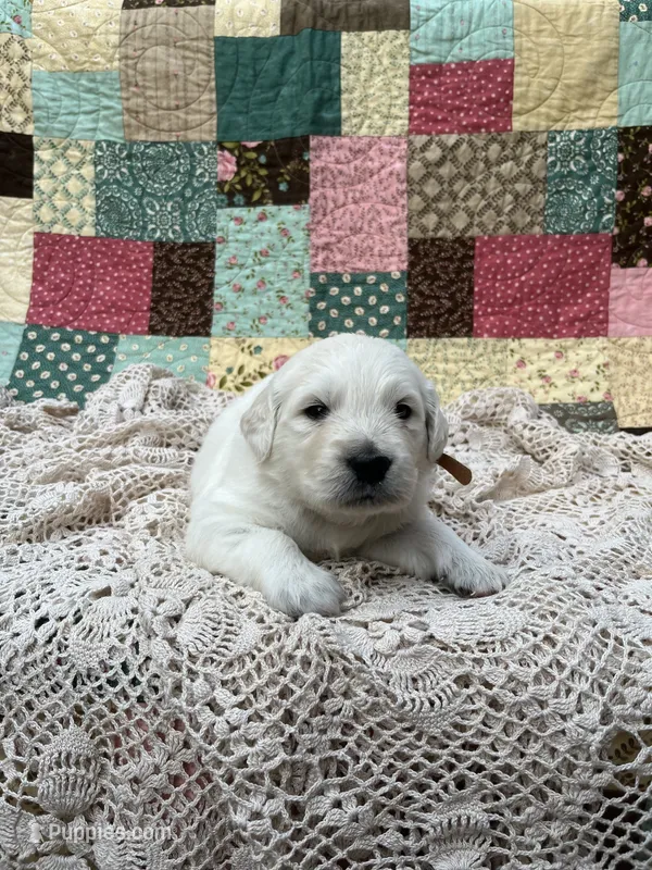 Jude – English Cream Golden Retriever puppy for sale in Abbeville, SC