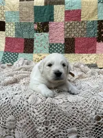 Jude, a male English Cream Golden Retriever for sale in Abbeville, SC – 1 of 1