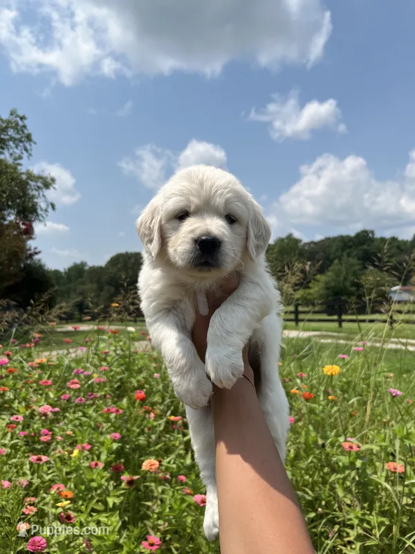 Paisley – English Cream Golden Retriever puppy for sale in Abbeville, SC