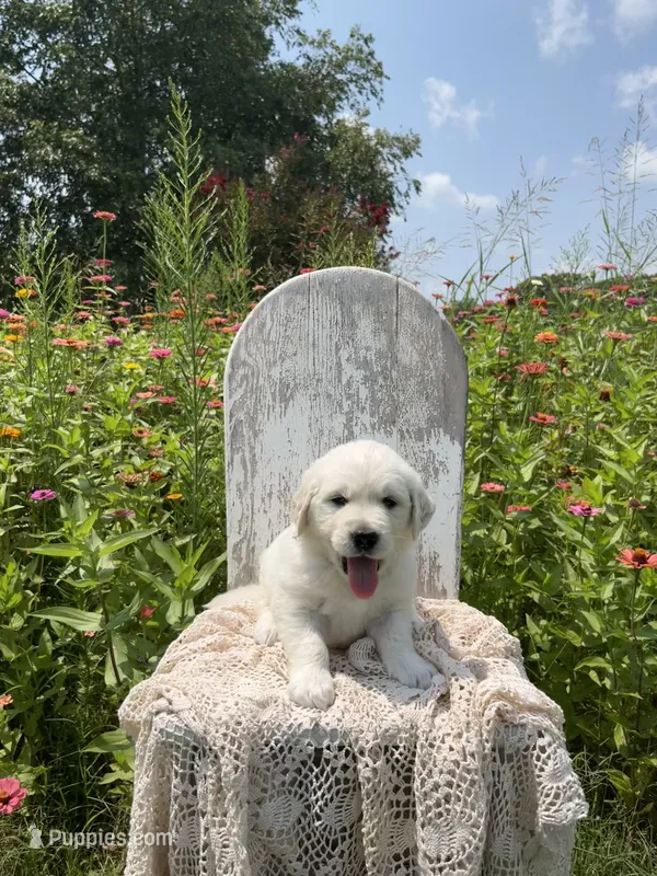 Kane – English Cream Golden Retriever puppy for sale in Abbeville, SC