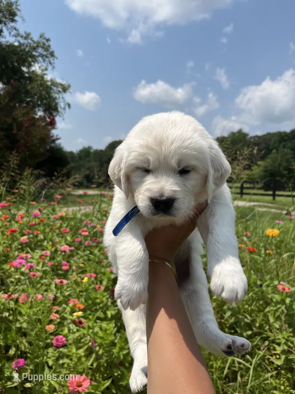 Beckham – English Cream Golden Retriever puppy for sale in Abbeville, SC