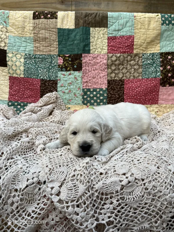 Kane – English Cream Golden Retriever puppy for sale in Abbeville, SC