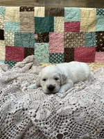 Kane, a male English Cream Golden Retriever for sale in Abbeville, SC – 1 of 1