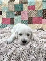 Rosie, a female English Cream Golden Retriever for sale in Abbeville, SC – 1 of 1