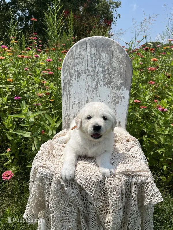 Jude – English Cream Golden Retriever puppy for sale in Abbeville, SC