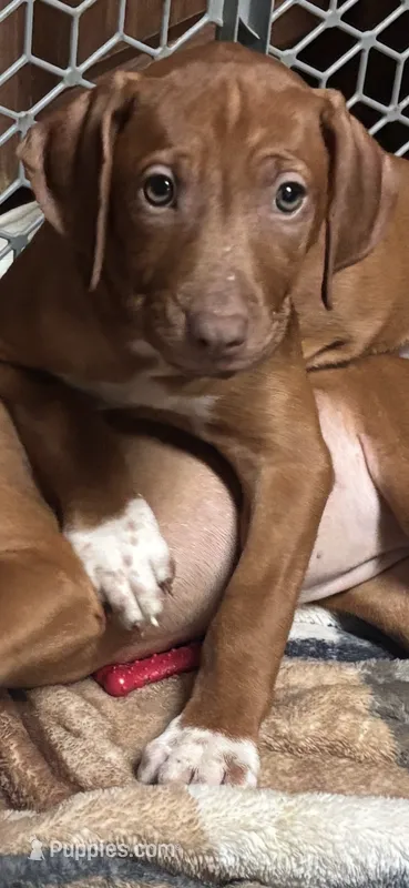 Rosie – Rhodesian Ridgeback puppy for sale in Dayton, TX