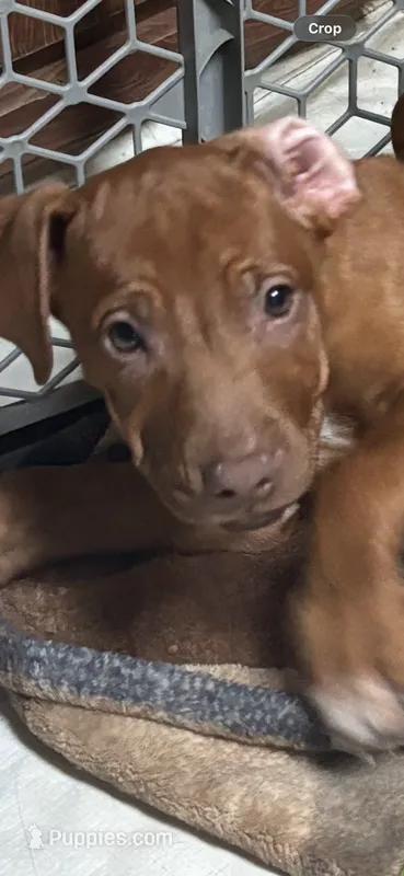 Violet – Rhodesian Ridgeback puppy for sale in Dayton, TX