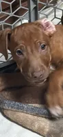 Violet, a female Rhodesian Ridgeback for sale in Dayton, TX – 1 of 1