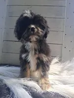 Bennet, a male Lhasapoo for sale in Lewisburg, PA – 2 of 7