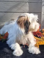 Bonnie, a female Lhasapoo for sale in Lewisburg, PA – 3 of 7