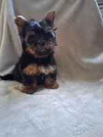 Zac, a male Yorkshire Terrier for sale in Lewisburg, PA – 3 of 4