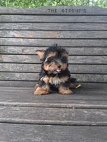 Zac, a male Yorkshire Terrier for sale in Lewisburg, PA – 3 of 4