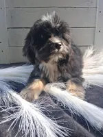 Bennet, a male Lhasapoo for sale in Lewisburg, PA – 3 of 7