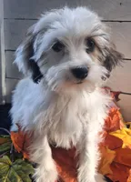 Bonnie, a female Lhasapoo for sale in Lewisburg, PA – 7 of 7