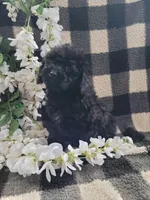 Daphne, a female Cavapoo for sale in Lewisburg, PA – Photo 1 of 3