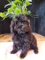 Daphne, a female Cavapoo for sale in Lewisburg, PA – Photo 3 of 5