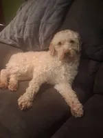 Daphne, a female Cockapoo for sale in Lewisburg, PA – Photo 4 of 4