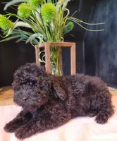 Daphne, a female Cavapoo for sale in Lewisburg, PA – Photo 2 of 5