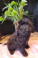 Daphne, a female Cavapoo for sale in Lewisburg, PA – Photo 1 of 5