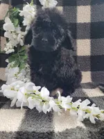 Daphne, a female Cavapoo for sale in Lewisburg, PA – Photo 3 of 3