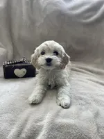 Daphne, a female Cockapoo for sale in Lewisburg, PA – Photo 3 of 4