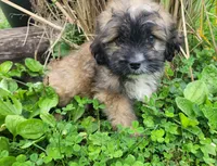 Jack, a male Lhasapoo for sale in Lewisburg, PA – 4 of 4