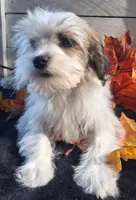 Bonnie, a female Lhasapoo for sale in Lewisburg, PA – 2 of 7