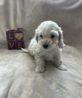 Benedict , a male Cockapoo for sale in Lewisburg, PA – Photo 1 of 3
