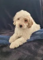 Benedict , a male Cavapoo for sale in Lewisburg, PA – Photo 1 of 2