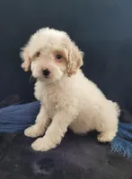 Benedict , a male Cavapoo for sale in Lewisburg, PA – Photo 2 of 2
