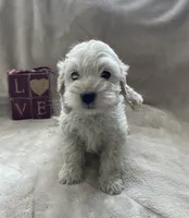 Benedict , a male Cockapoo for sale in Lewisburg, PA – Photo 3 of 3
