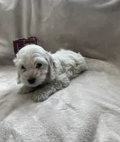 Benedict , a male Cockapoo for sale in Lewisburg, PA – Photo 2 of 3
