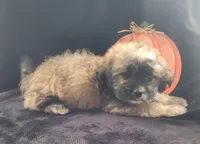 Jack, a male Lhasapoo for sale in Lewisburg, PA – 3 of 4