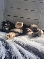 Bennet, a male Lhasapoo for sale in Lewisburg, PA – 7 of 7