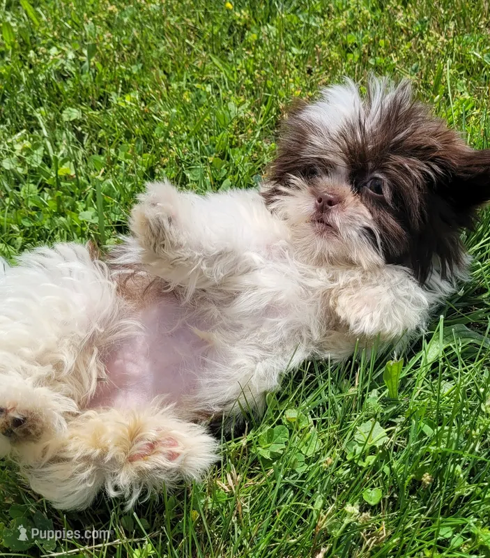Pixy Girl – Shihpoo puppy for sale in Lewisburg, PA