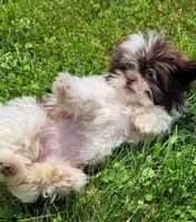 Pixy Girl, a female Shihpoo for sale in Lewisburg, PA – 1 of 2