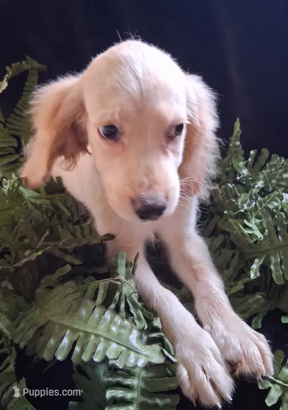 Elmo – Cockapoo puppy for sale in Lewisburg, PA